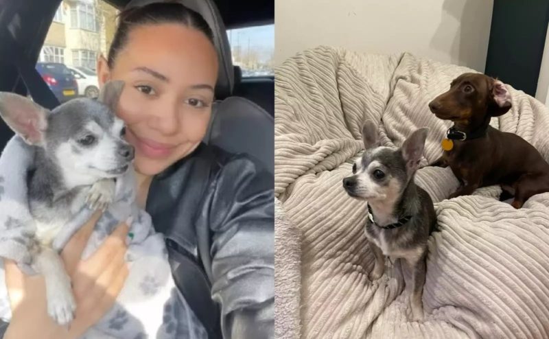 Woman reunites with her dog 11 years after he was stolen in front of ...